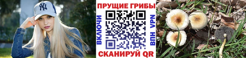 купить наркоту  Самара  Псилоцибиновые грибы GOLDEN TEACHER 